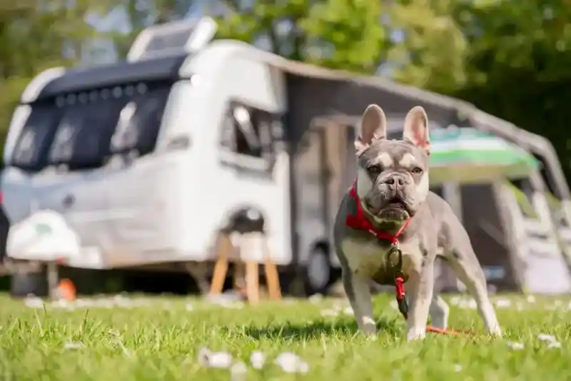 A French Bulldog wearing a red harness stands on grass in front of a camper trailer, surrounded by greenery and white flowers.