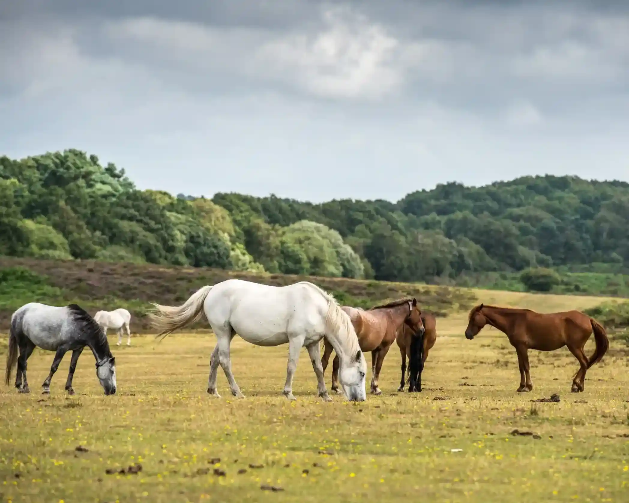 A herd of diverse horses graze peacefully in a grassy field with a forested hill and cloudy sky in the background.