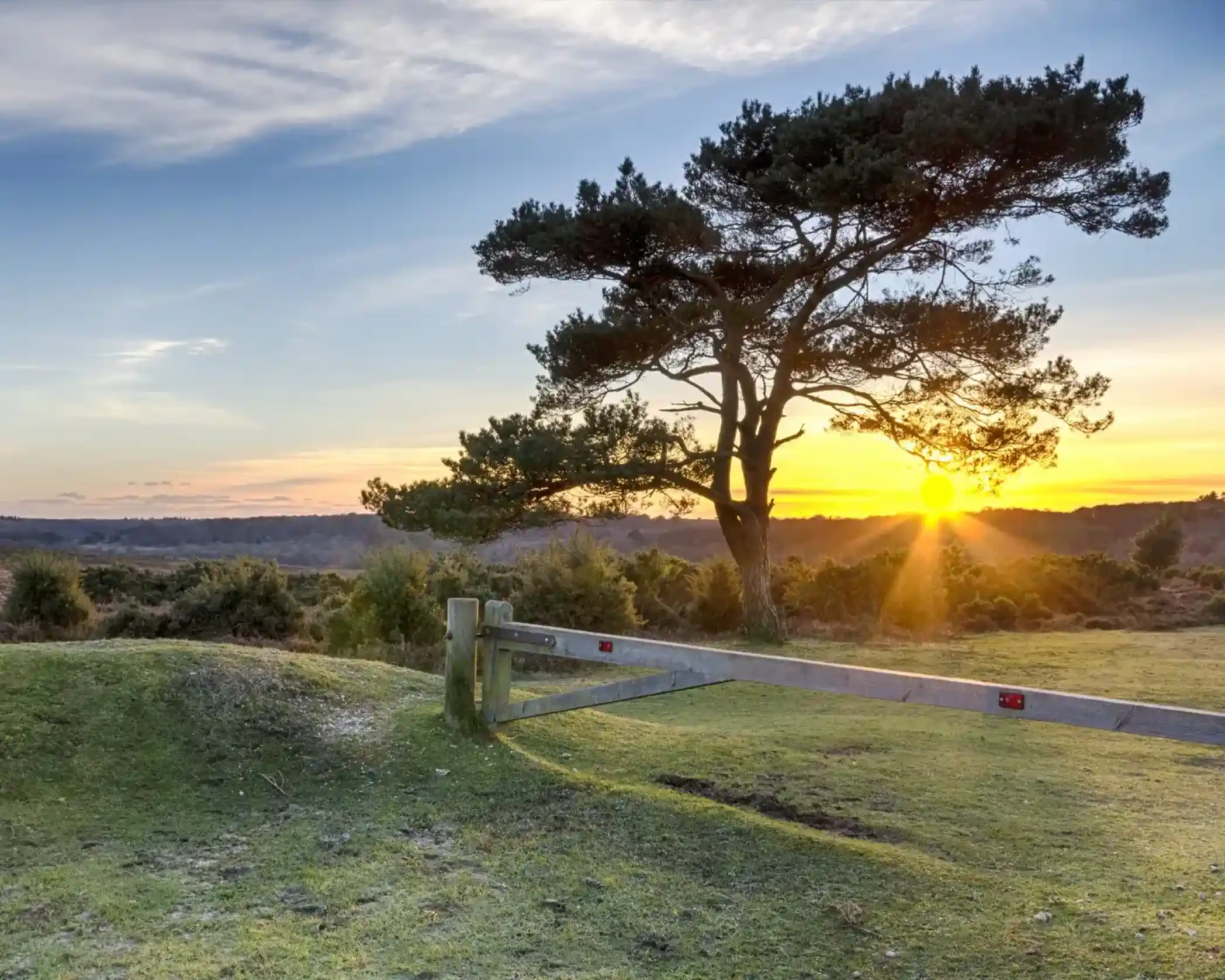 Lone pine tree silhouetted against a vibrant sunrise over a heathland with a wooden gate in the foreground.