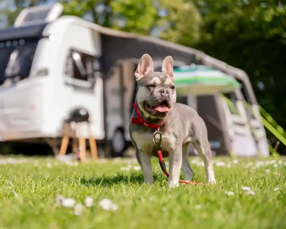 A happy French Bulldog stands on green grass, wearing a red harness and leash, with a camper van and outdoor seating area visible in the background.