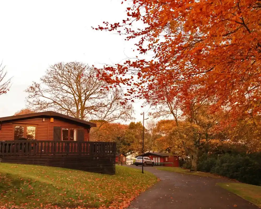 A cozy wooden cabin surrounded by vibrant autumn foliage, with orange and red leaves scattered on the ground. A winding path leads through the scene, with additional cabins visible in the background.
