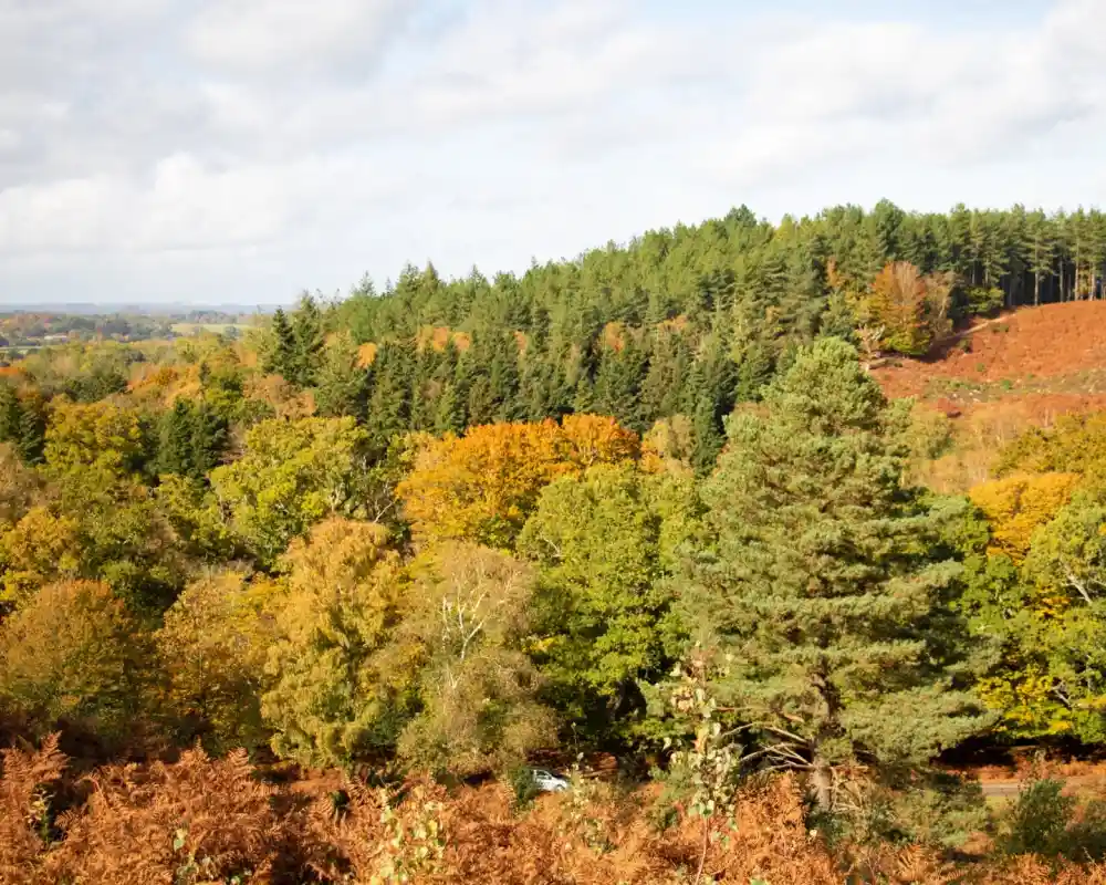 A scenic view of a forested landscape featuring a mix of green pine trees and vibrant autumn foliage. The trees display shades of yellow, orange, and red, set against a backdrop of rolling hills and a partly cloudy sky.