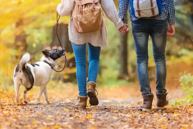 A couple walks hand in hand down a scenic path covered with autumn leaves, accompanied by a leashed dog. The surroundings show golden foliage, creating a warm and inviting atmosphere.