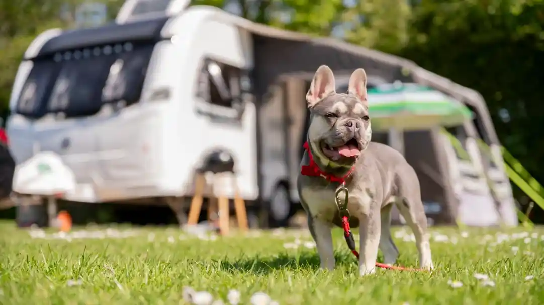 A grey French Bulldog stands on a grassy area, wearing a red harness and leash, with its tongue out and a happy expression. In the background, a white camper van is parked, surrounded by greenery and flowers.
