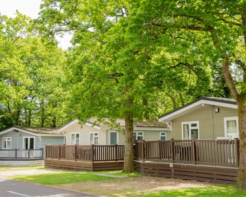 Modern forest lodges with wooden decking set under tall oak trees at Forest Edge Holiday Park.