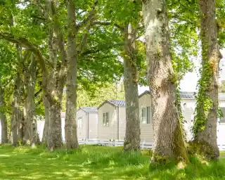 A row of light-colored mobile homes is nestled among tall trees with lush green leaves, creating a peaceful outdoor setting. Soft sunlight filters through the foliage, illuminating the grassy area.