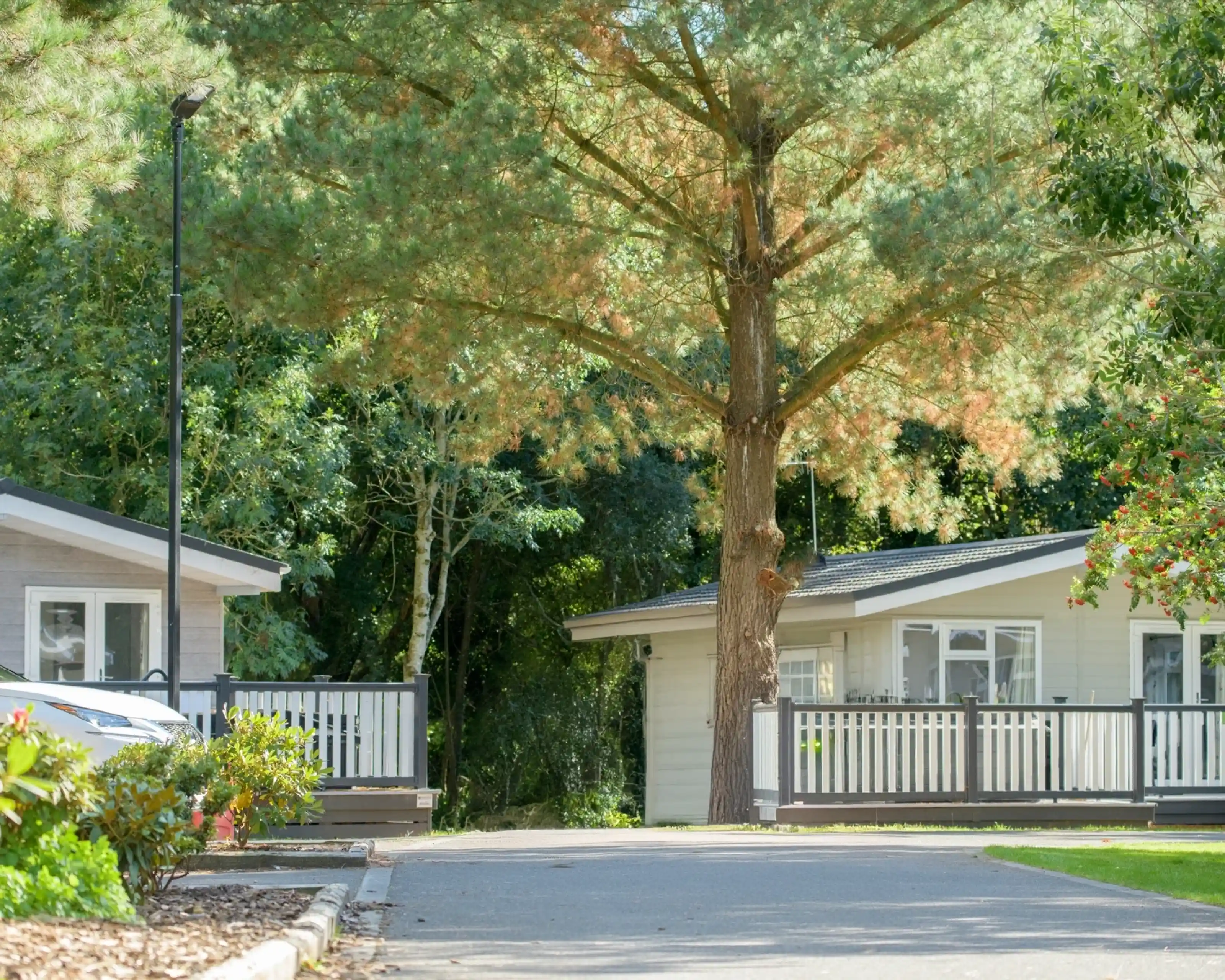 Two charming cottages with wooden decks are set along a pathway, surrounded by lush greenery and tall trees. A large tree stands prominently between the two buildings, providing shade.