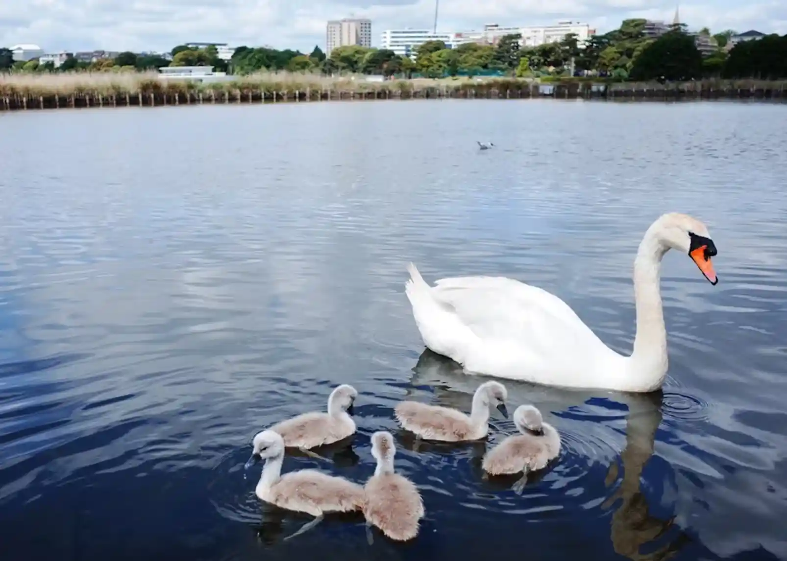 A white swan swims in a calm body of water, accompanied by four fluffy cygnets. The background features green trees and buildings under a blue sky with fluffy clouds.