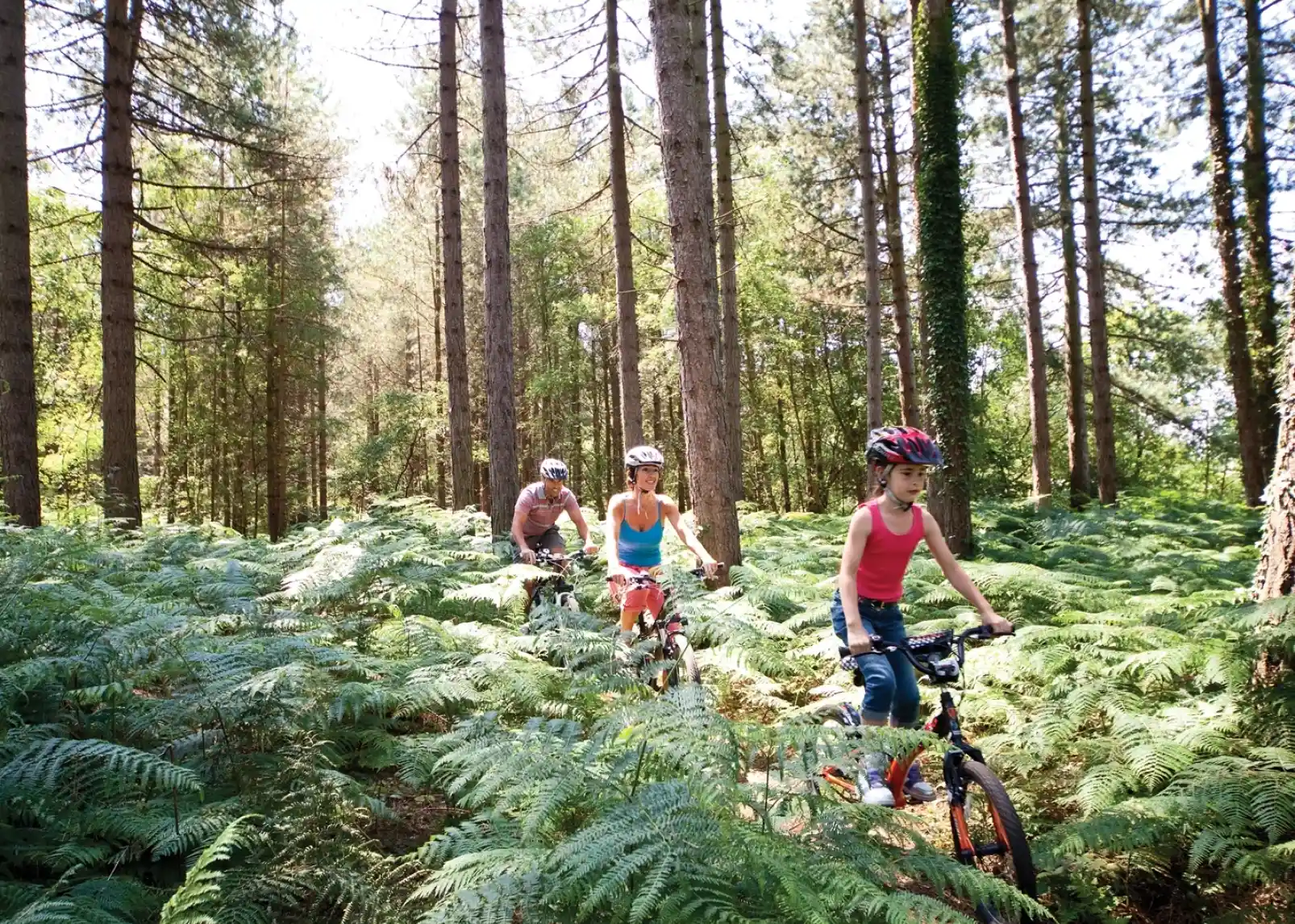 Three people riding bicycles through a lush green forest filled with tall trees and ferns. The sunlight filters through the branches, creating a vibrant, natural atmosphere.