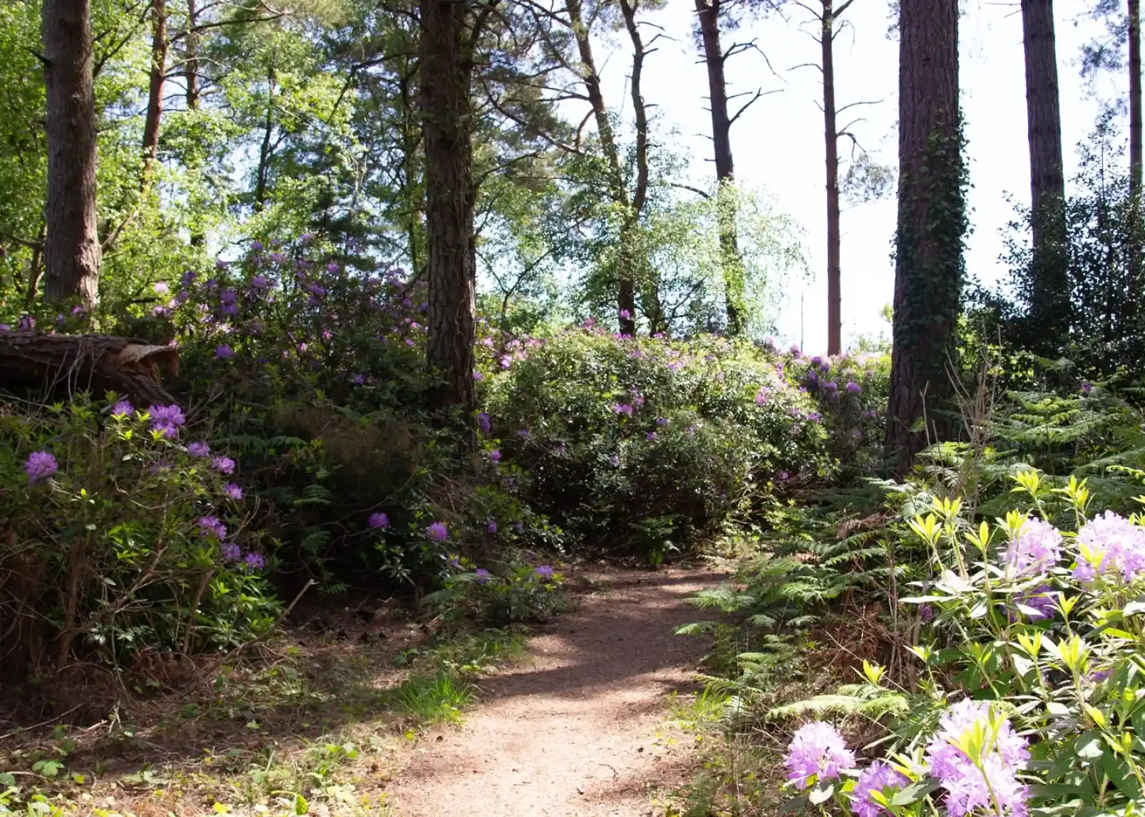 A winding dirt path surrounded by lush greenery and blooming purple flowers, leading through a tranquil forest with tall trees and dappled sunlight.
