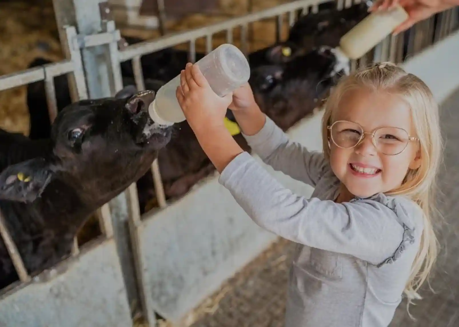 A smiling girl wearing glasses feeds milk to a black calf through a bottle in a barn setting. Several other calves can be seen in the background, all eagerly awaiting their turn.