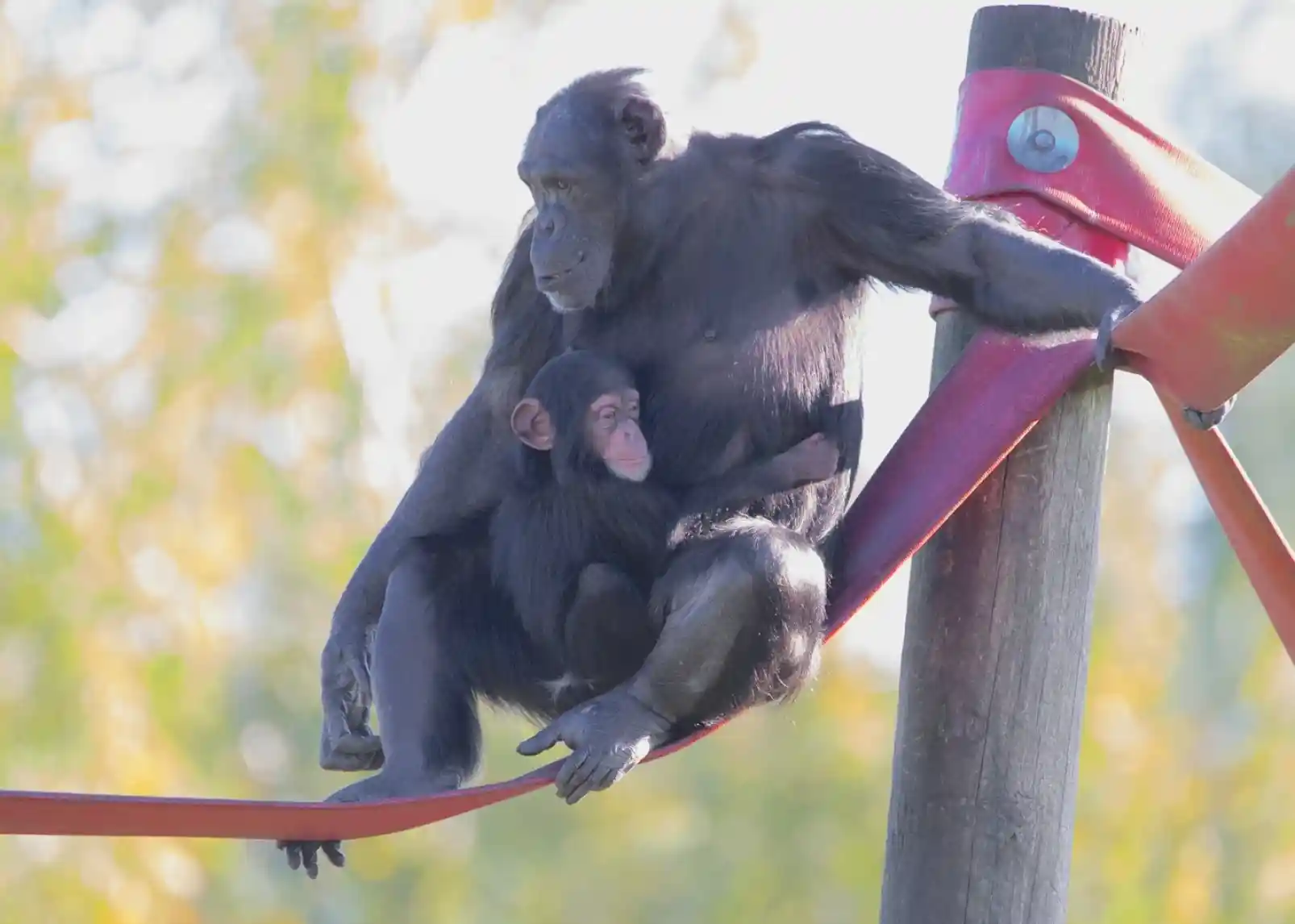 A mature chimpanzee sits on a red strap, holding a baby chimpanzee close. The background features blurred greenery, suggesting a natural setting.