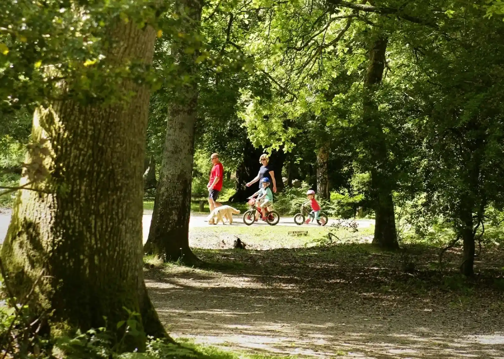 A woman walking a dog and a child riding a tricycle on a path surrounded by lush green trees. Sunlight filters through the foliage, creating a vibrant outdoor scene.
