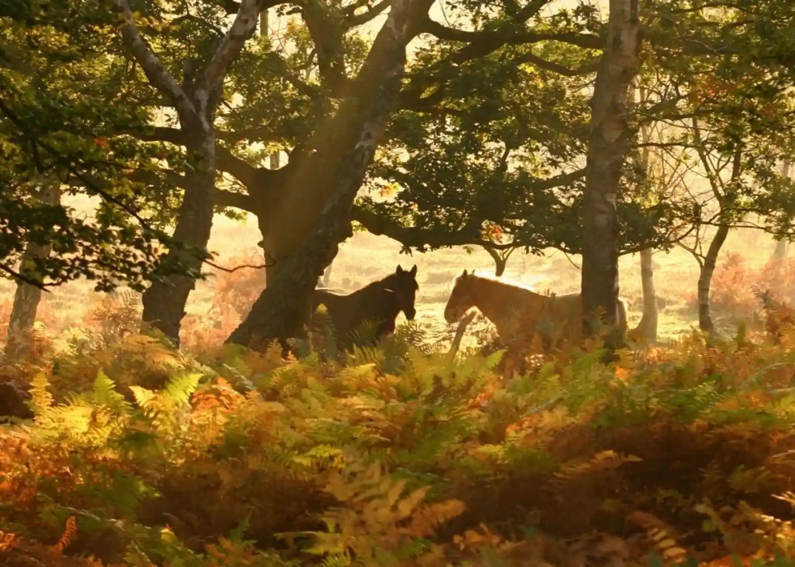 Two horses stand among lush ferns and trees, bathed in warm, golden sunlight filtering through the foliage. The scene exudes tranquility in a nature setting.